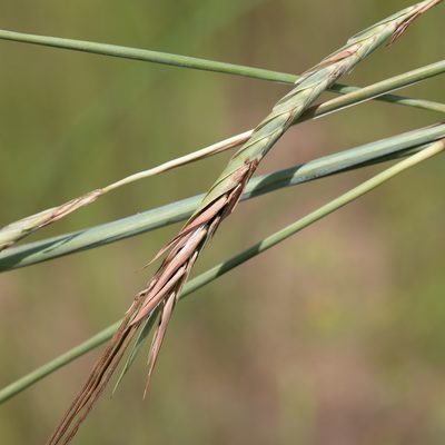 Heteropogon triticeus, photographed by Kym Nicolson