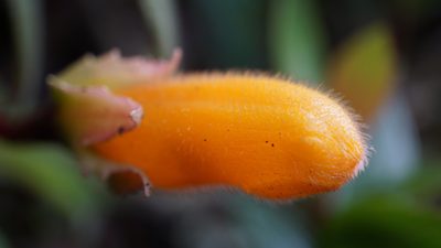 Columnea strigosa, photographed by Jairo Pinto