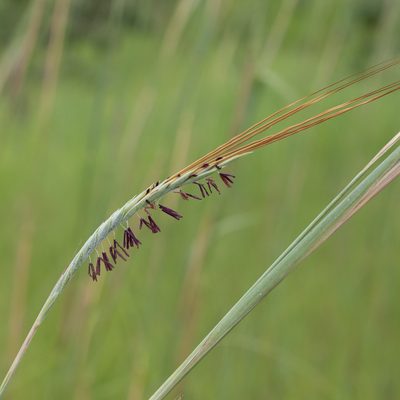 Heteropogon triticeus, photographed by Kym Nicolson