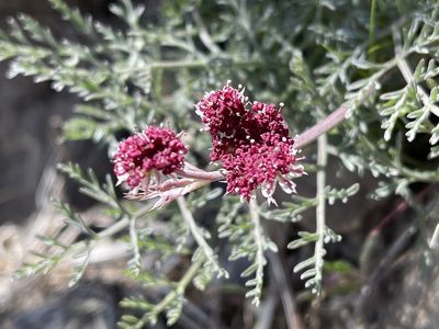 Lomatium hooveri, photographed by Dee Shea Himes