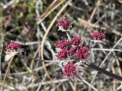 Lomatium hooveri, photographed by Dee Shea Himes