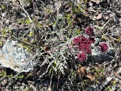 Lomatium hooveri, photographed by Dee Shea Himes