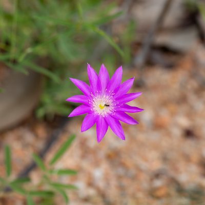 Calandrinia uniflora, photographed by Kym Nicolson