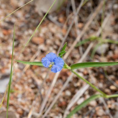 Commelina ensifolia, photographed by Kym Nicolson
