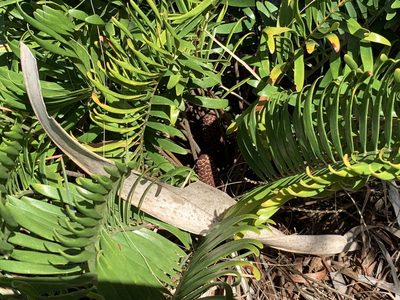 Zamia integrifolia, photographed by natalie