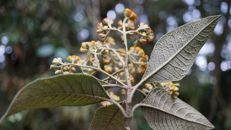 Buddleja incana, photographed by Jairo Pinto