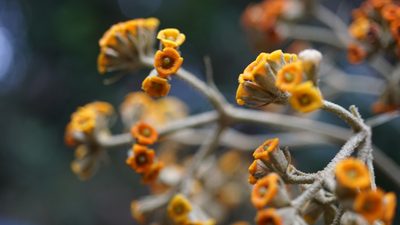 Buddleja incana, photographed by Jairo Pinto