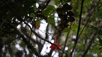 Passiflora adulterina, photographed by Jairo Pinto
