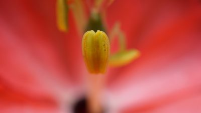 Passiflora adulterina, photographed by Jairo Pinto