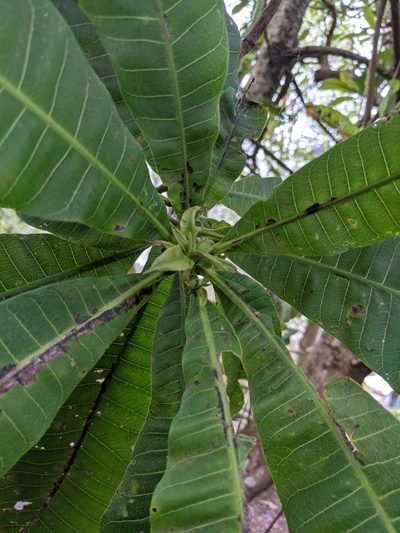 Anacardium excelsum, photographed by Jake Rehage