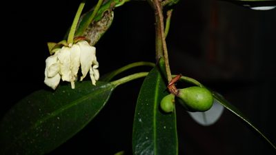 Drimys granadensis, photographed by Jairo Pinto