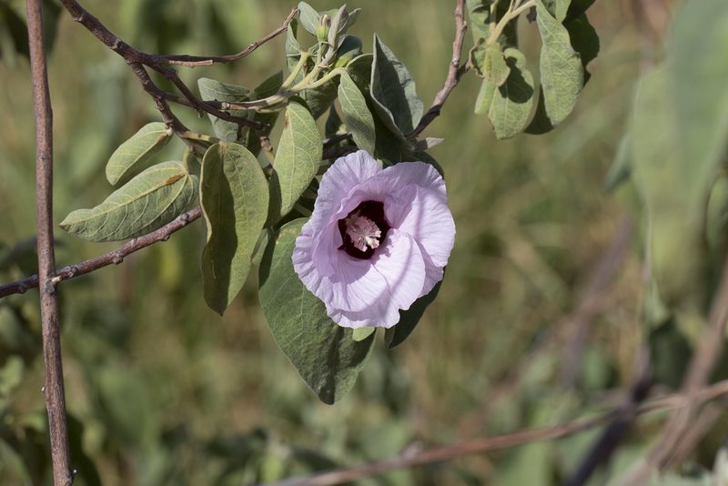 Gossypium australe, photographed by Kym Nicolson