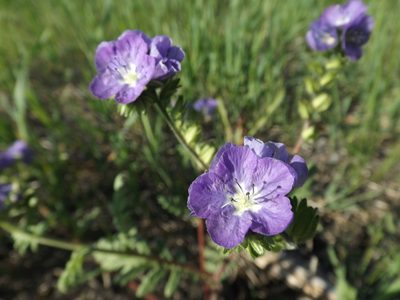 Phacelia ciliata, photographed by Amy