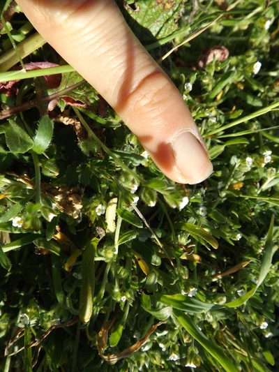 Plagiobothrys acanthocarpus, photographed by Amy