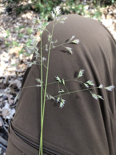 Poa cuspidata, photographed by John Kees