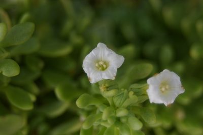 Nolana galapagensis, photographed by Don Johnston