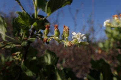 Ribes indecorum, photographed by Madeleine Claire