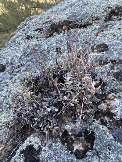 Eriogonum arcuatum, photographed by Matt Berger
