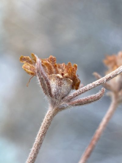 Eriogonum arcuatum, photographed by Matt Berger