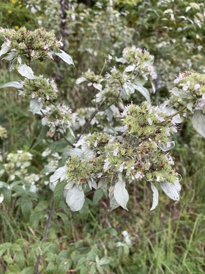 Pycnanthemum loomisii, photographed by Karen Burns Ball