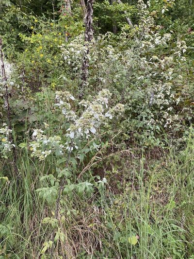 Pycnanthemum loomisii, photographed by Karen Burns Ball