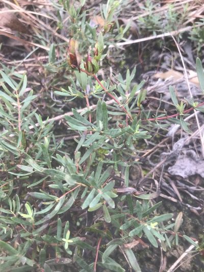 Hypericum dolabriforme, photographed by Alan Weakley