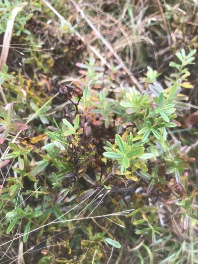 Hypericum dolabriforme, photographed by Alan Weakley