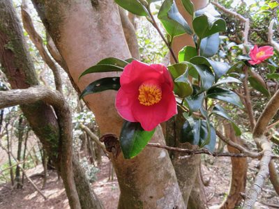 Camellia japonica, photographed by Marco Mussita