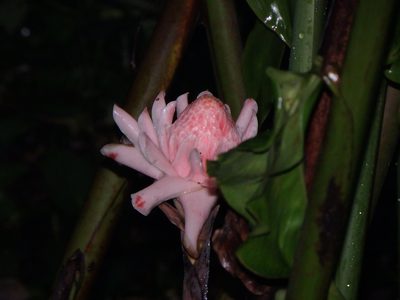Etlingera elatior, photographed by Samuel Lee