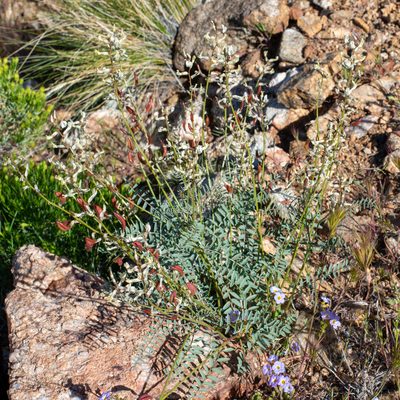 Astragalus eremiticus, photographed by Dominic Gentilcore