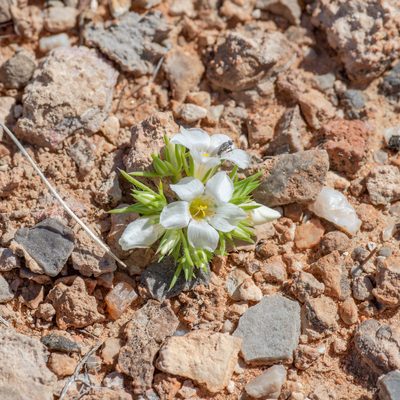 Linanthus demissus, photographed by Dominic Gentilcore