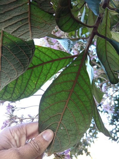 Strobocalyx arborea, photographed by Rama Narayanan