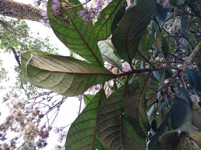Strobocalyx arborea, photographed by Rama Narayanan
