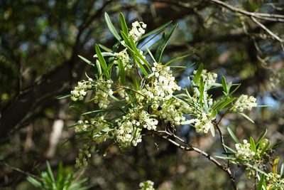 Ornithostaphylos oppositifolia, photographed by Kristen Francis