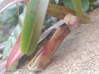 Nepenthes gracilis, photographed by Ong Jyh Seng