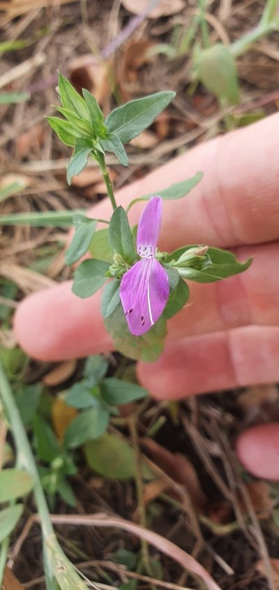 Dicliptera eenii, photographed by Nic Knott-Craig