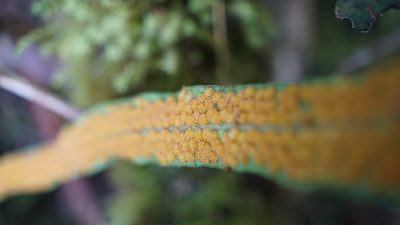 Campyloneurum amphostenon, photographed by Jairo Pinto