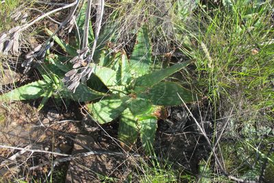 Aloe grandidentata, photographed by James Deacon