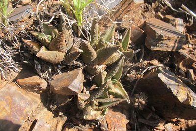 Haworthiopsis tessellata, photographed by James Deacon