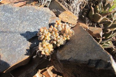 Anacampseros filamentosa, photographed by James Deacon