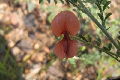 Indigofera heterotricha, photographed by James Deacon