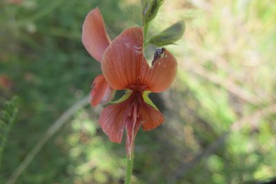 Indigofera heterotricha, photographed by James Deacon