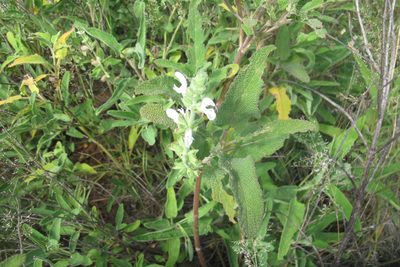Salvia disermas, photographed by James Deacon
