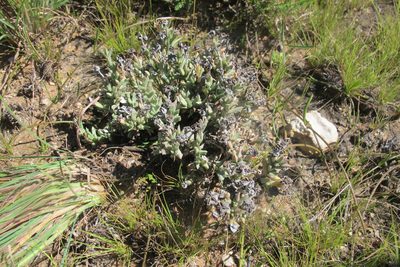 Ruschia calcarea, photographed by James Deacon