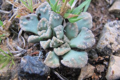 Titanopsis calcarea, photographed by James Deacon