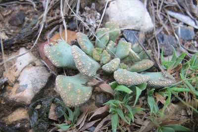 Titanopsis calcarea, photographed by James Deacon