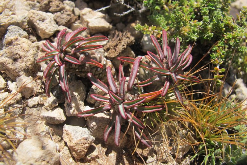 Euphorbia braunsii, photographed by James Deacon