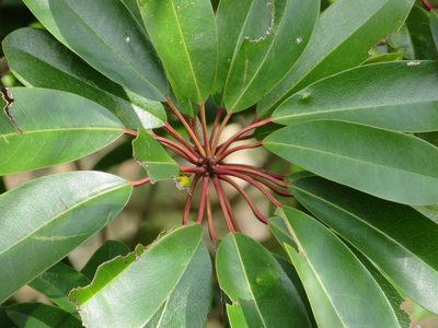 Daphniphyllum macropodum, photographed by Marco Mussita