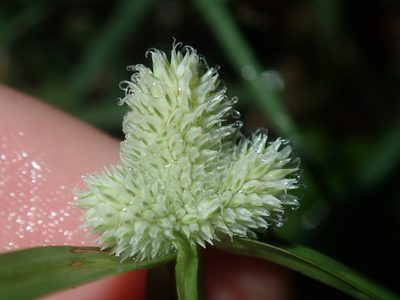 Cyperus sesquiflorus, photographed by Thomas Mesaglio