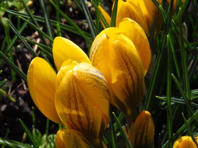 Crocus chrysanthus, photographed by Adam Śliż